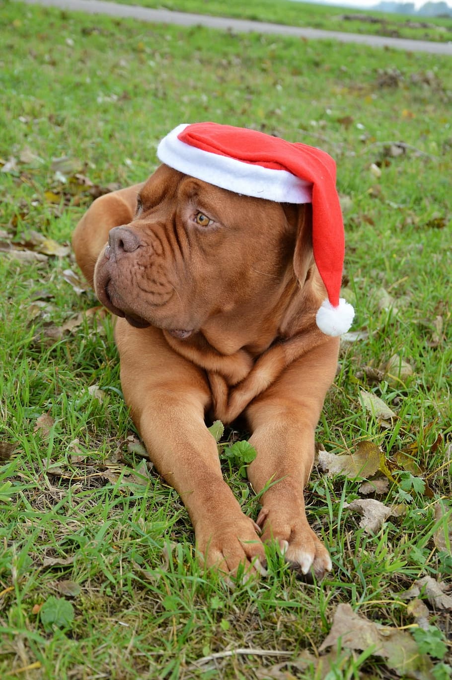 brown, christmas hat, Dog, Christmas, Hat, Cap, Pet, santa, puppy, xmas