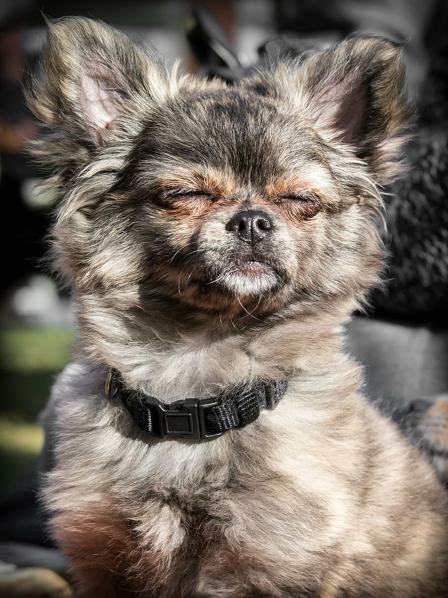 fotografia em close-up, bronzeado, branco, chihuahua, cachorro, filhote de cachorro, bebê, rosto, sonhos, banhos de sol