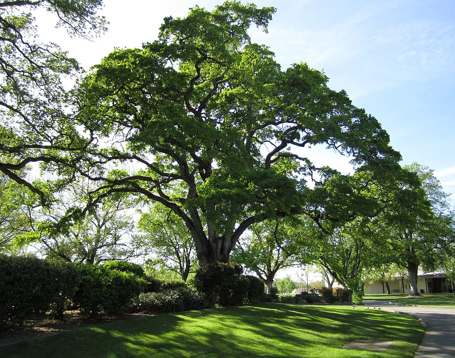 green, tree, park, daytime, green tree, nature, oak tree, live oak, landscape, outdoors