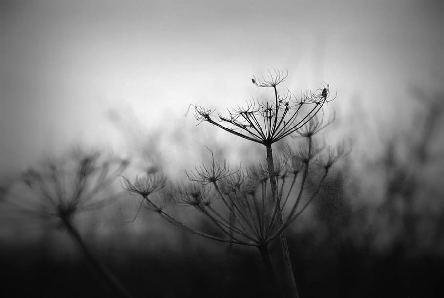 Hogweed, Flower, Black And White, nature, winter, plant, uncultivated, growth, tree, branch