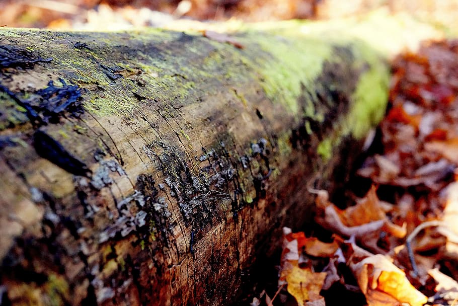 tronco de árbol, corteza, maderas, hojas, naturaleza, enfoque selectivo, madera - musgo, musgo, primer plano, día