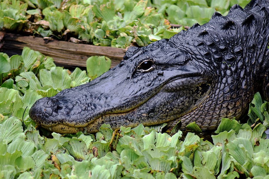 black alligator, Alligator, Close Up, Face, Florida, Eye, wildlife, nature, wild, head