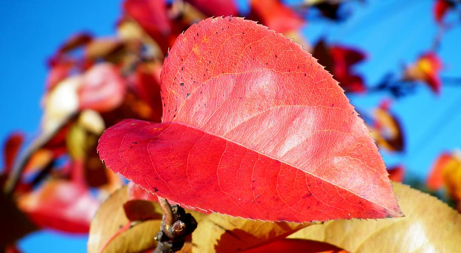 daun, berwarna, merah, pohon pir, Asia, musim gugur, closeup, alam, pohon, taman
