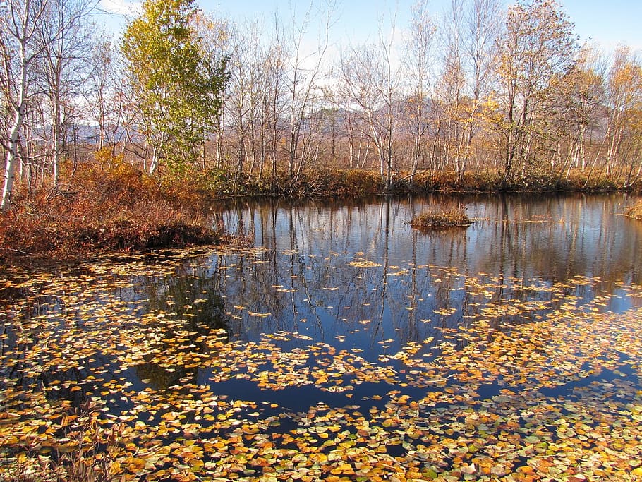 autumn, fallen leaves, lake, water, puddle, the leaves on the water, listopad, yellow leaves, autumn foliage, nature