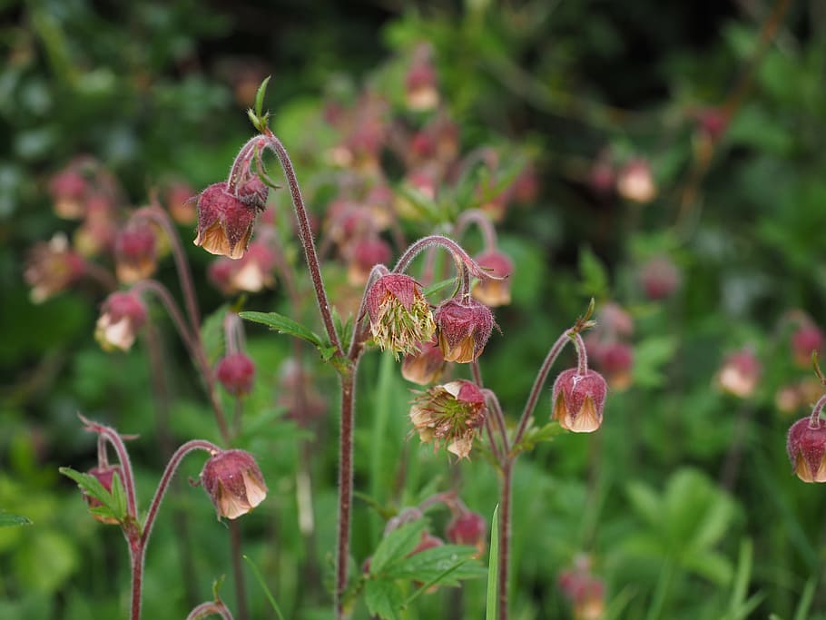 Flower, Avens, Geum Rivale, pointed flower, geum, rose greenhouse, rosaceae, inflorescence, flowers, red