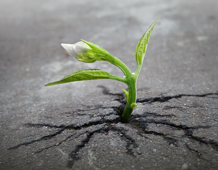 green plant, sprout, plant, growing, asphalt, crack, growth, determination, new life, agriculture