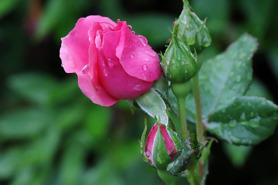 rose, flowers, nature, rose garden, beautiful, plants, petal, pretty flowers, fresh medium, seoul