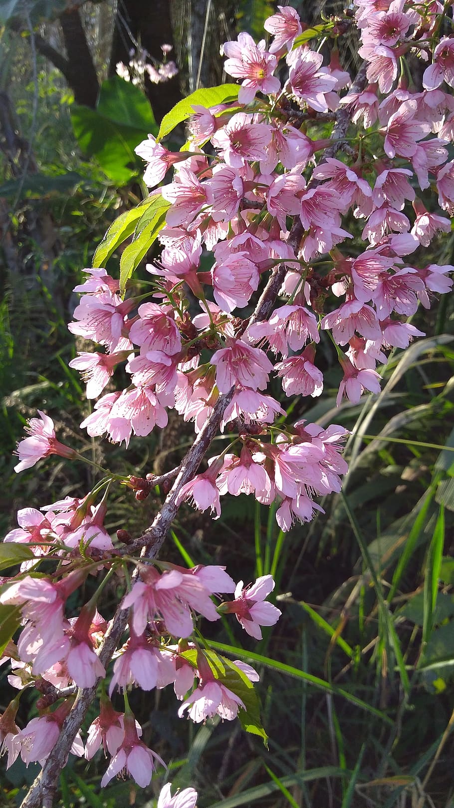 durazno, árbol, flor, flora, vegetación, florecer, jardín, planta  floreciente, fragilidad, planta | Pxfuel