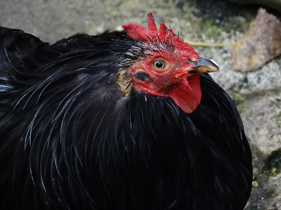 Hen, Chicken, Poultry, Livestock, chicken - bird, rooster, bird, domestic animals, cockerel, animal themes
