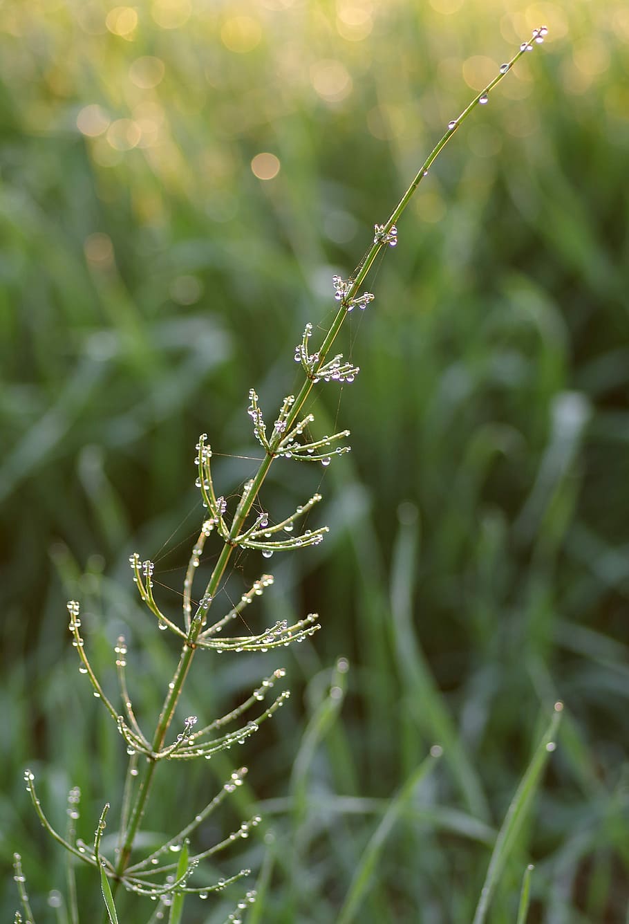horsetail, grass, herb, green, rosa, sprig, morning, wet grass, green grass, plant
