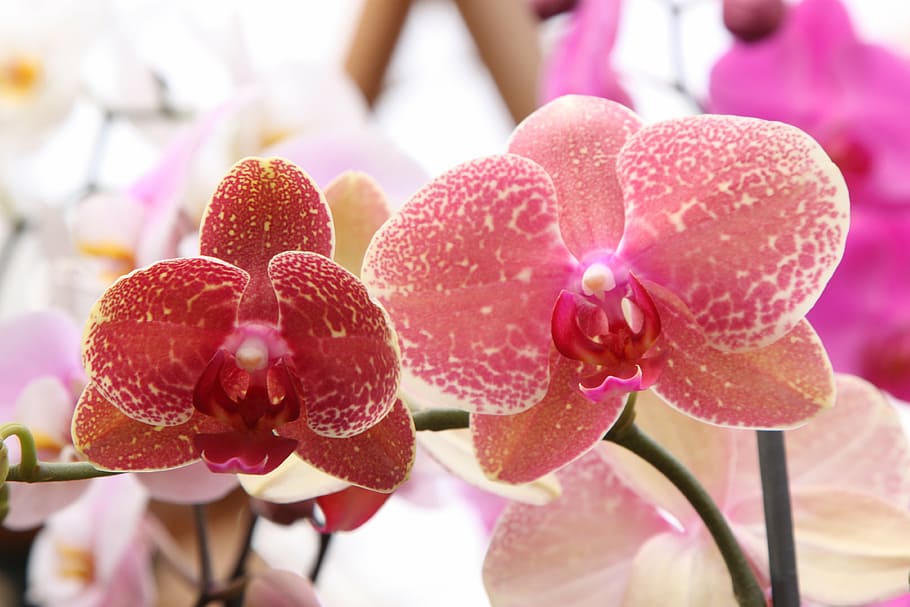 orchid, phalaenopsis, rosa, green, flower, plant, branch, red, nature, colorful