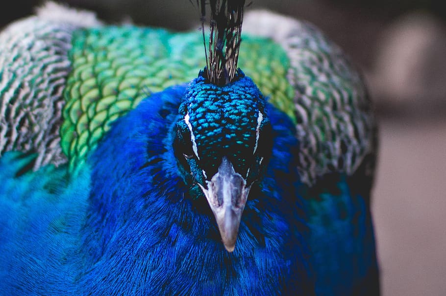bird, fly, animal, peacock, colorful, blue, beak, green, animal themes, vertebrate