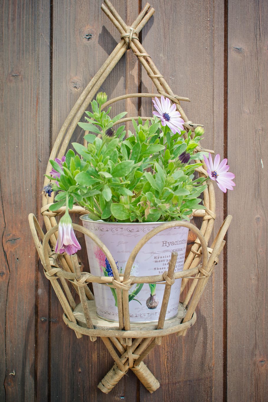 flowerpot, purple daisies, decoration, wall decoration, reed körbchen, flower box, deco, reed, plant, daisy