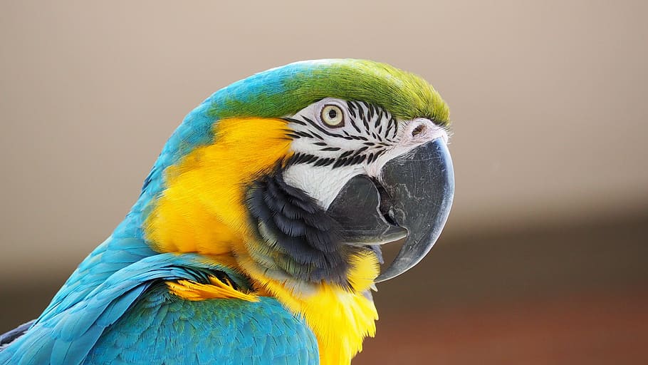 verde azulado, amarillo, verde, loro, guacamayo, azul, pájaro, pico, animal, naturaleza