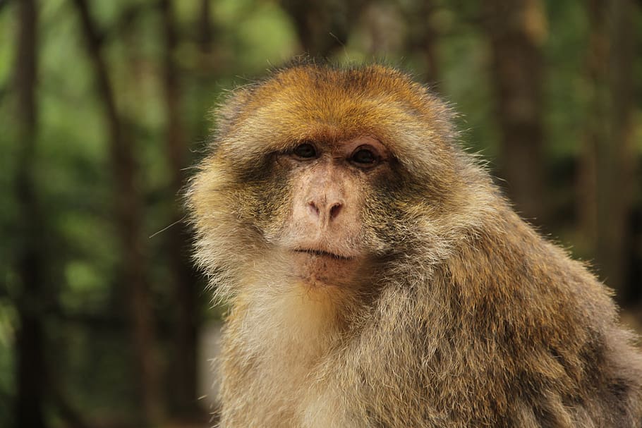 mono de barbary, makake, mono, animal, naturaleza, primate, äffchen, primates, mamíferos, mundo animal