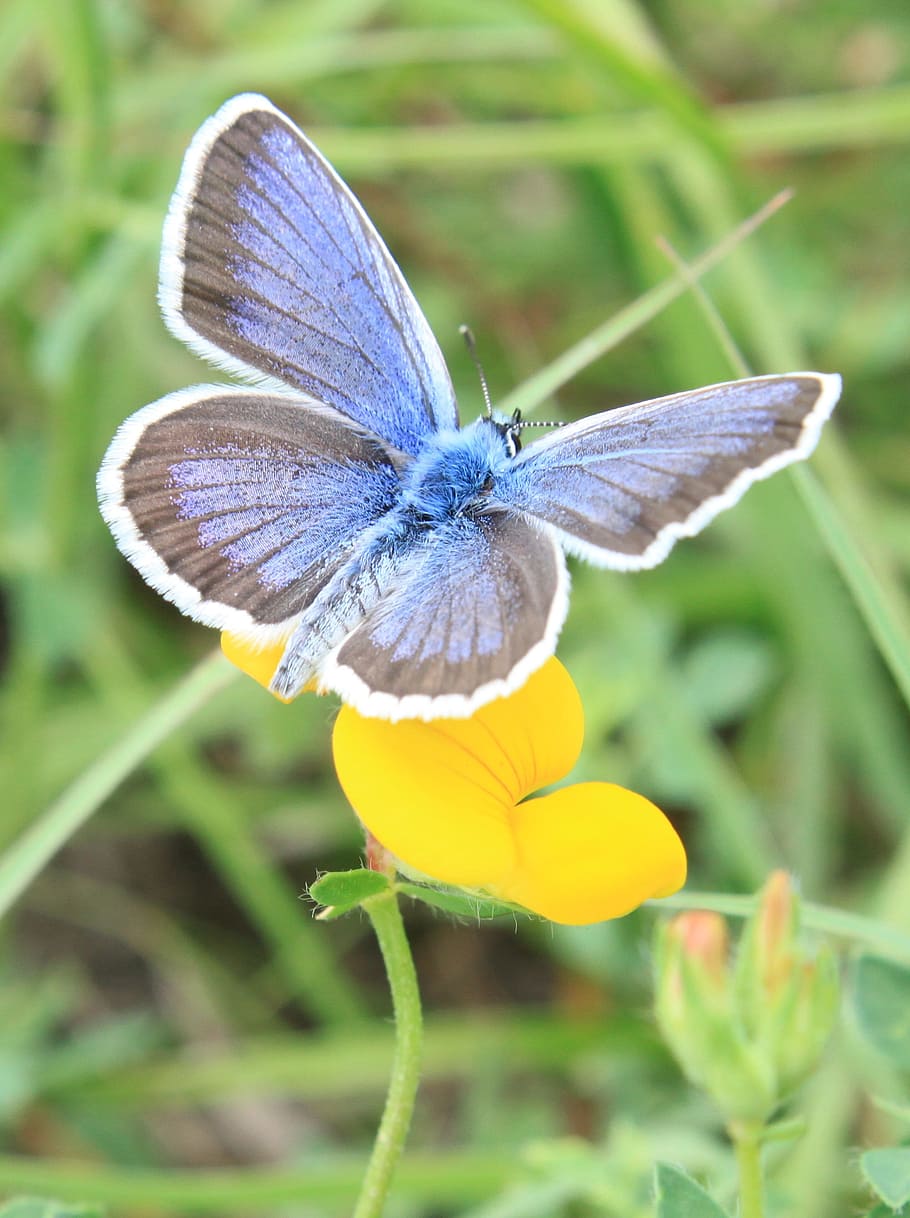 selective, focus photography, common, blue, butterfly perching, yellow, flower, butterfly, flowers, icarus