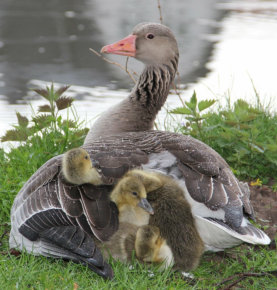gray, duck, body, water, daytime, graugans chick, in plumage mother, protection against rain, fluffy, cuddly