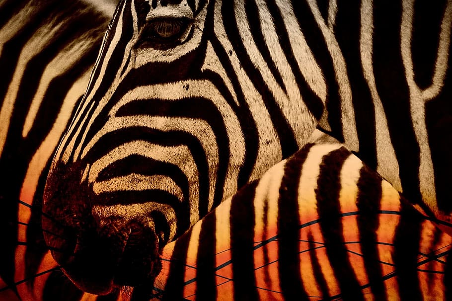 Zebra, África, Animal, Vida selvagem, Natureza, safari, selvagem, mamífero, natural, preto