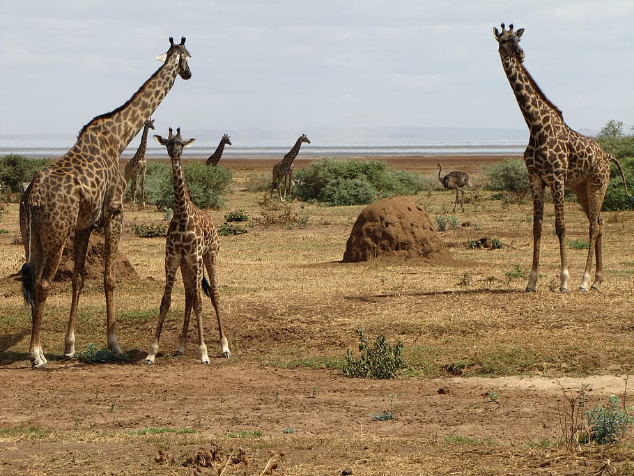 giraffes, baby, tanzania, animal, mammal, group of animals, animal themes, land, field, sky