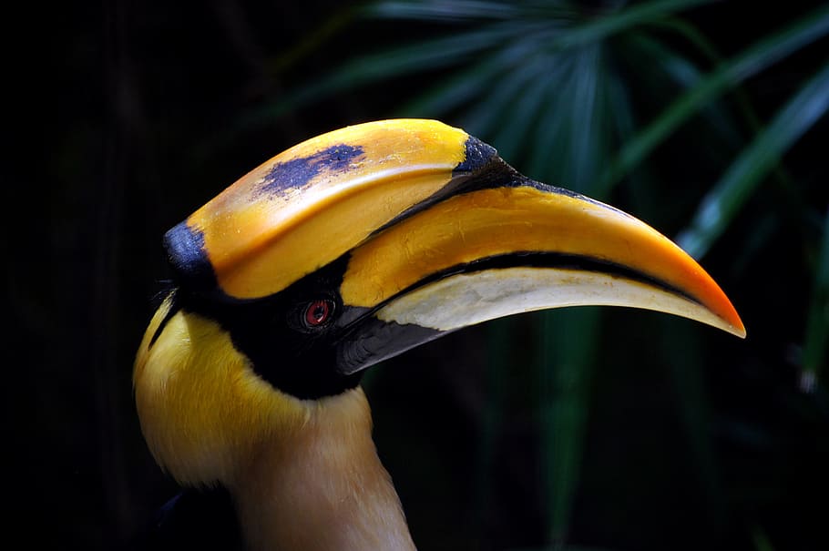 Burung Rangkong Besar India, burung kuning dan hitam, rangkong, burung, satu hewan, tema hewan, kuning, close-up, paruh, satwa liar hewan
