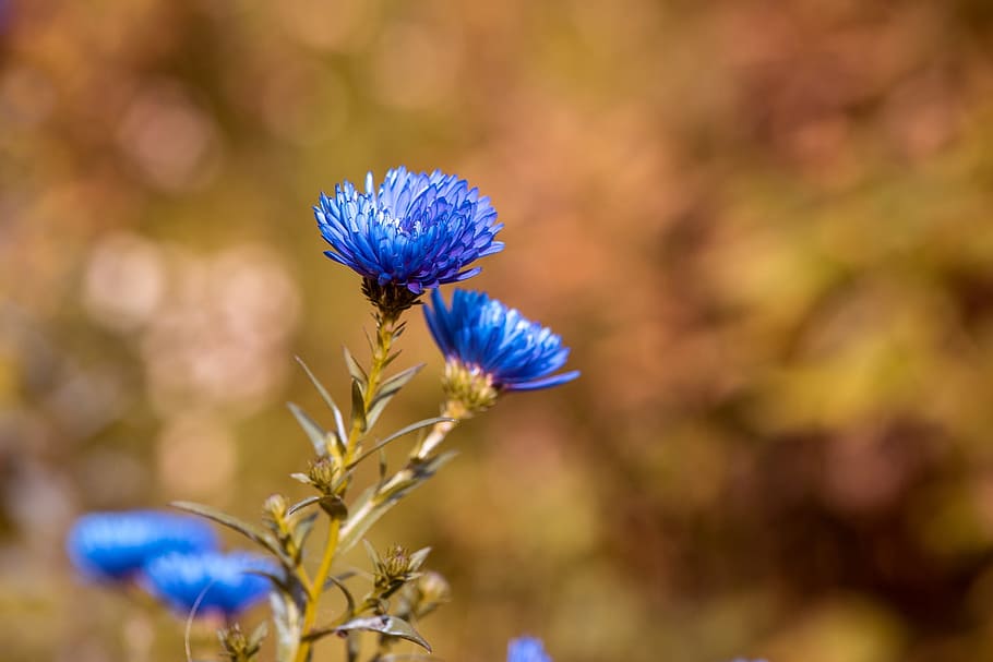 superficial, fotografía de enfoque, azul, flores, asters, herbstastern, asters de otoño, asters azules, otoño, finales del verano