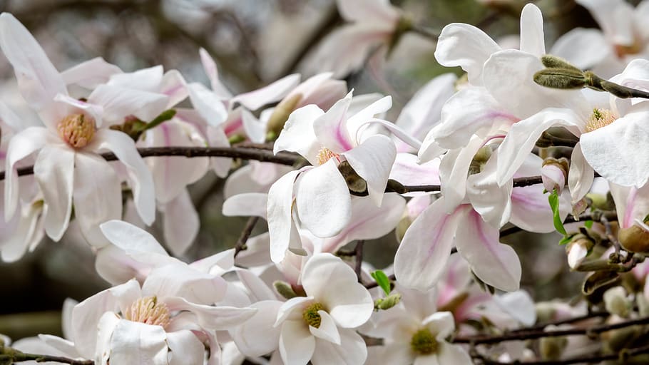 magnolia, colour, flower, petals, white, trees, nature, plants, alive, beautiful