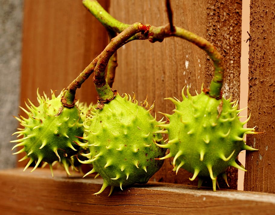 plants, chestnut, fruits, prickly, plant, green color, growth, fruit, close-up, healthy eating