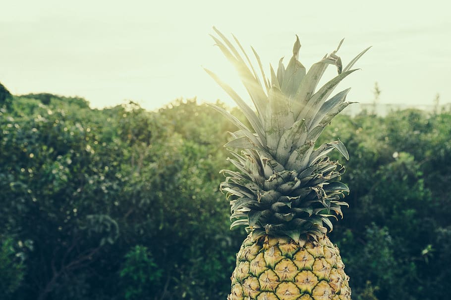 pineapple, dessert, appetizer, fruit, juice, crop, tropical fruit, healthy eating, food and drink, growth