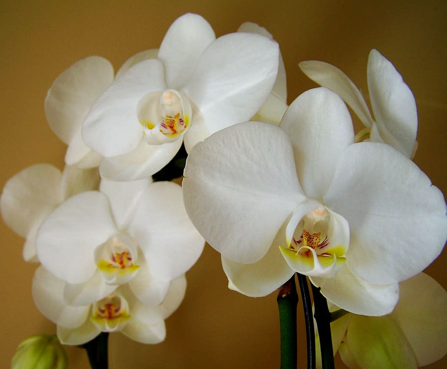 orchid, white flower, room plant, nature, flower, plant, petal, flower Head, close-up, moth Orchid