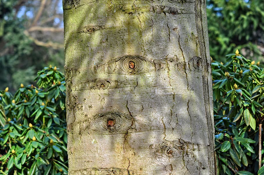 tree, trunk, tree trunk, bark, scar, scarred bark, eye, pattern, cut, plant