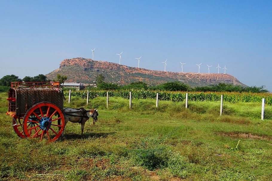 nargund hill, horse cart, wind turbine, karnataka, india, landscape, scenery, natural, wild, outdoor