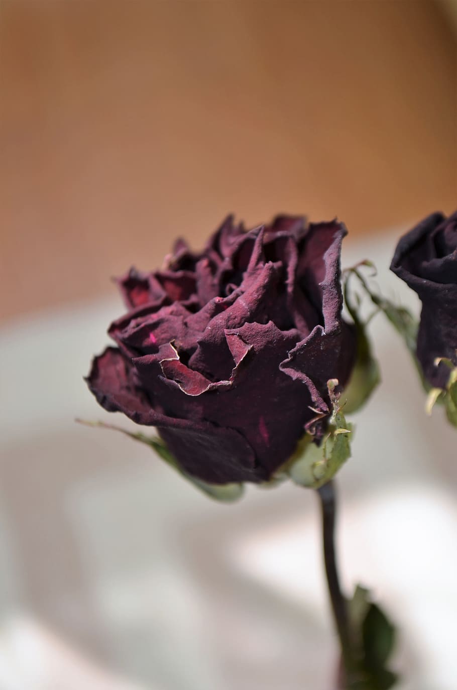 Macro, Color, rose, dried rose, dried up, plant, nature, beautiful, flower picture, close