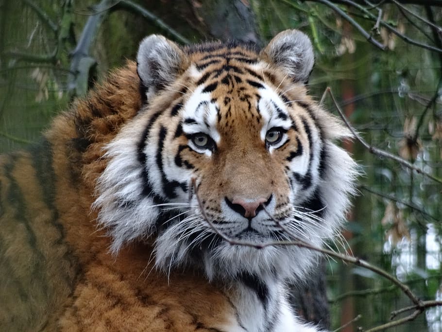 Tigre siberiano, tigre, temas animais, animal, um animal, gato grande, vida selvagem animal, mamífero, animais selvagens, felino