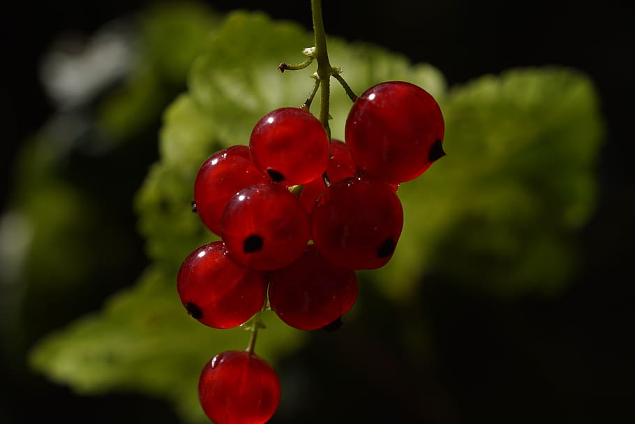 red currant, ribes rubrum, soft fruit, bush, nature, fruit, red, delicious, food, fruits