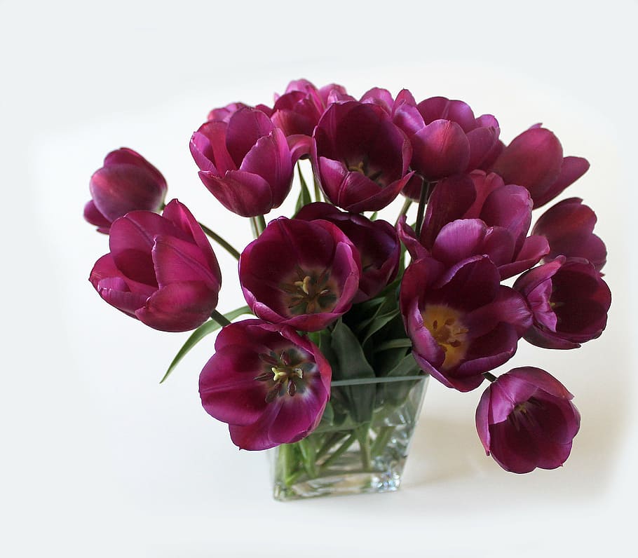 primer plano, foto, púrpura, tulipanes, florero de cristal, ramo, florero, flores, primavera, muchos