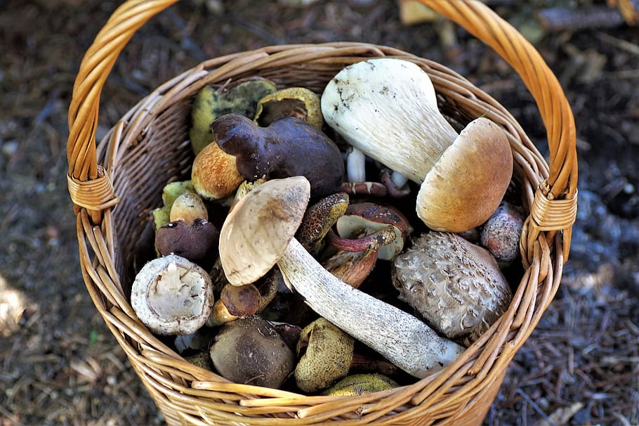 basket of mushrooms, mushrooms, forest, mushroom picking, mushroom, boletus, edible, parasol mushroom, kozak, hobby