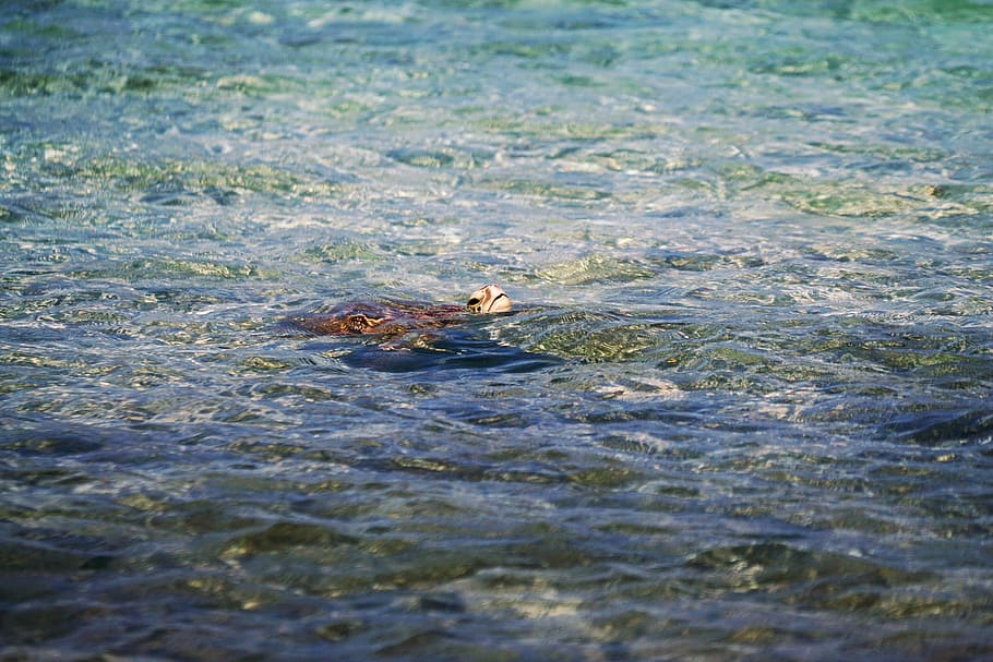body of water, turtle, water, animals, amphibians, turtles, tortoise, swim, nature, ocean