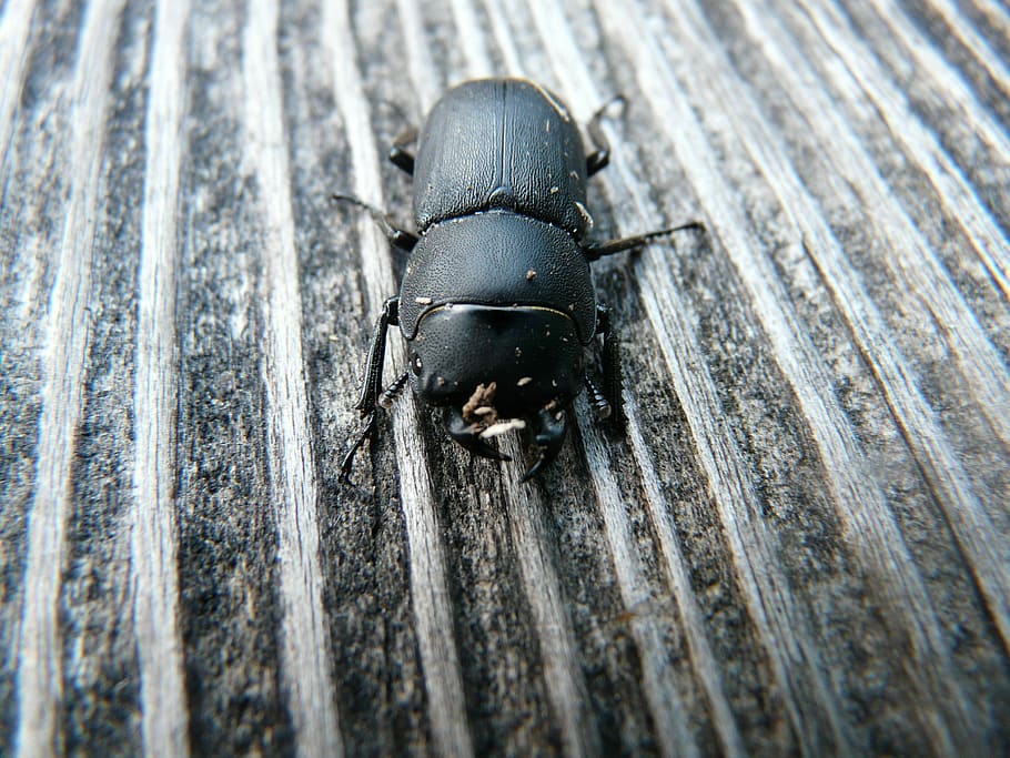escarabajo, Dorcus Parallelipipedus, schröter, lucanidae, negro, madera, comedores de madera, pinzas, cabeza, escudo para el cuello