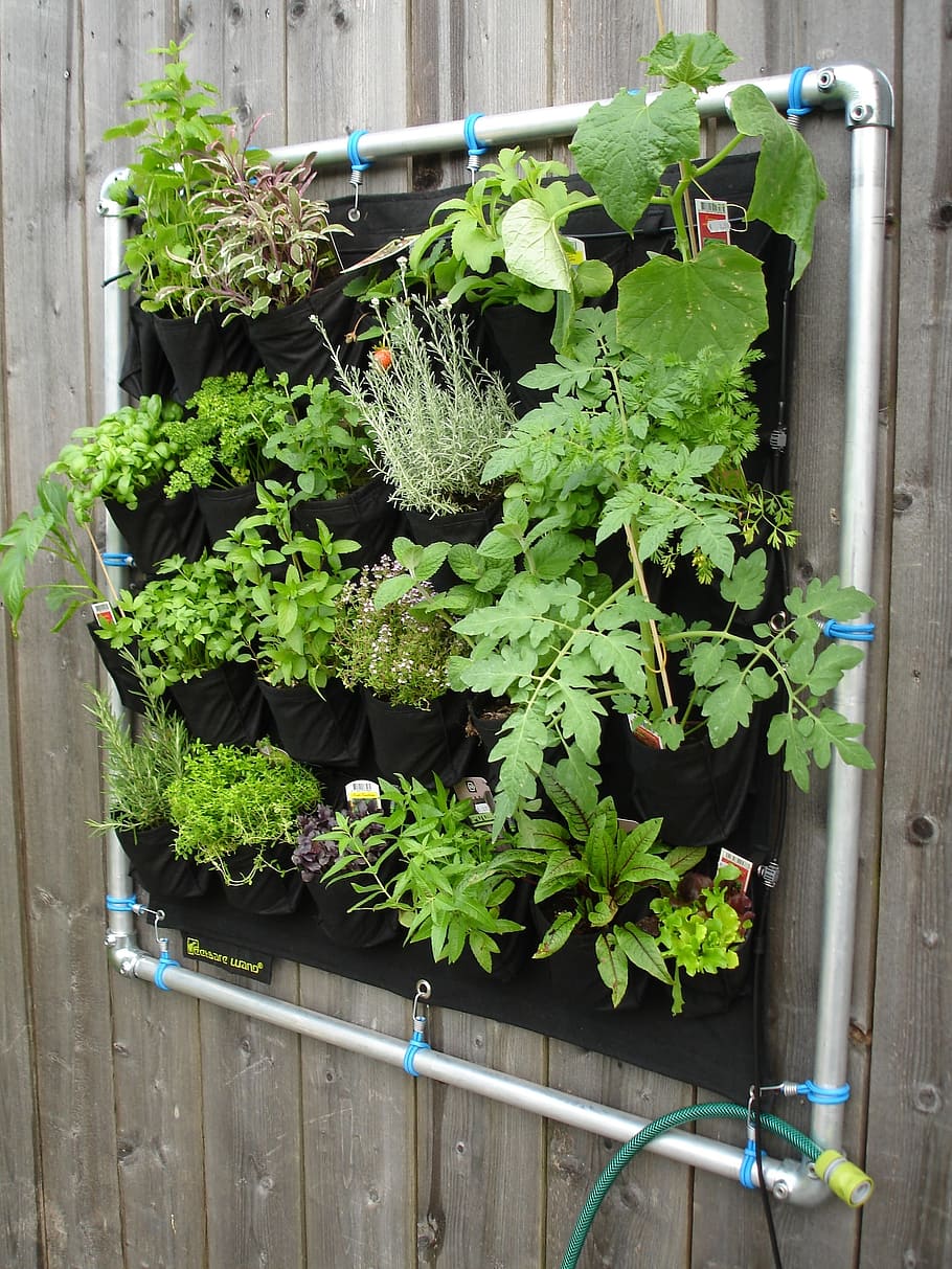 assorted, hanging, potted, plants, potted plants, eetbarewand, gift, herb, vertical, vertical herb garden