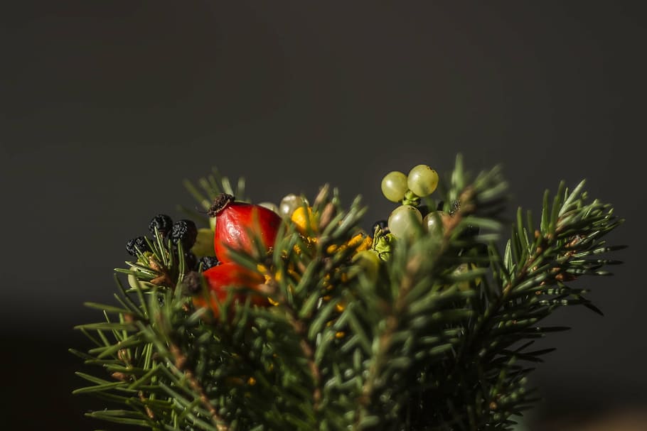 shallow, focus photography, green, plant, red, artificial, decor, tree, fruit, display