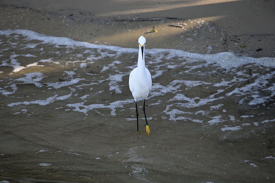 Snowy White, Egret, Bird, Avian, Tropical, snowy white egret, heron, egretta, beach, american