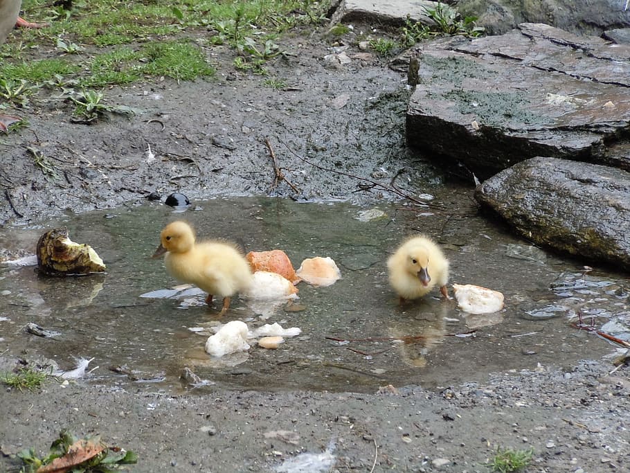 Ducks, Boy, Wet, Small, Chicks, summer, pond, young animals, animals in the wild, animal themes