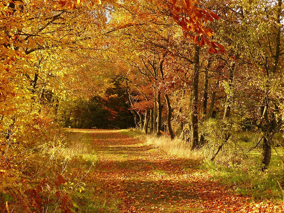 pathway, surrounded, brown, leafed, trees, daytime, yellow, leaf, autumn, fall foliage