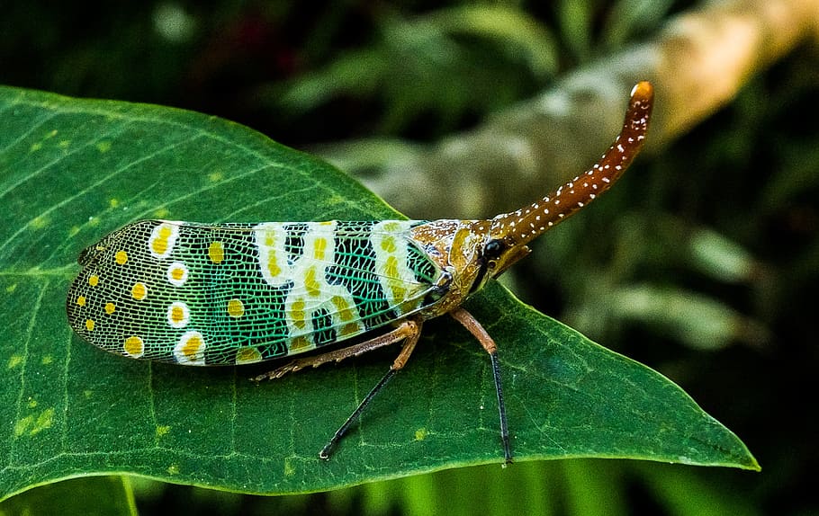 macro photography, leafhopper, canthigaster cicada, fulgoromorpha, insect, proboscis, long, red, colorful, lantern carrier like