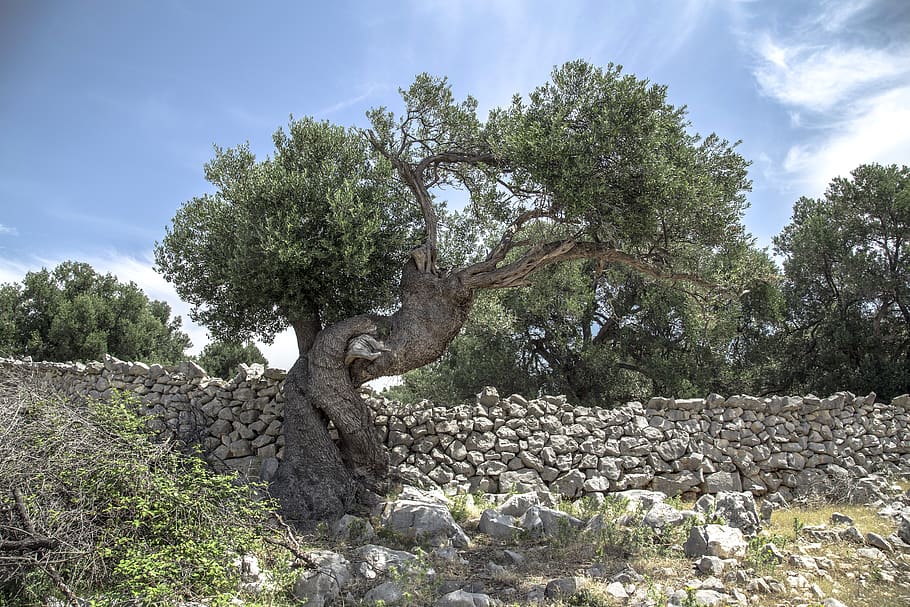 olivo, árbol, pag, croacia, viejo, rocas, pared, Árbol, planta, cielo