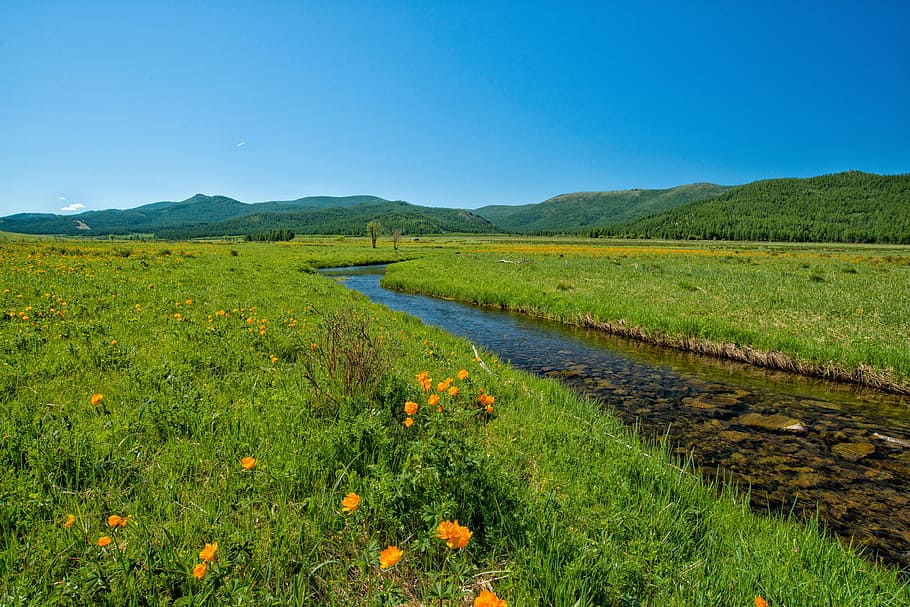 rio, campo de grama, ribeiro, verde, vale verde, flores, vila de bogart, mongólia, natureza, paisagem