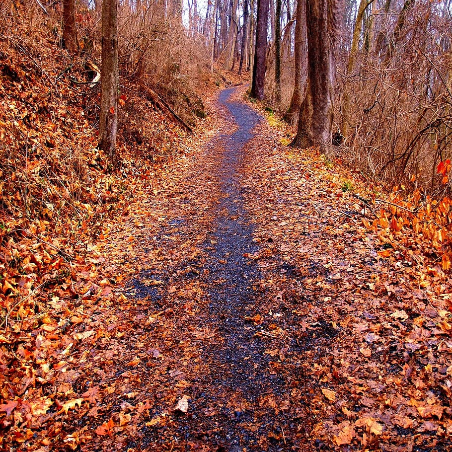 trees, trail, leaves, fall, fallen, woods, scenic, natural, environment, footpath