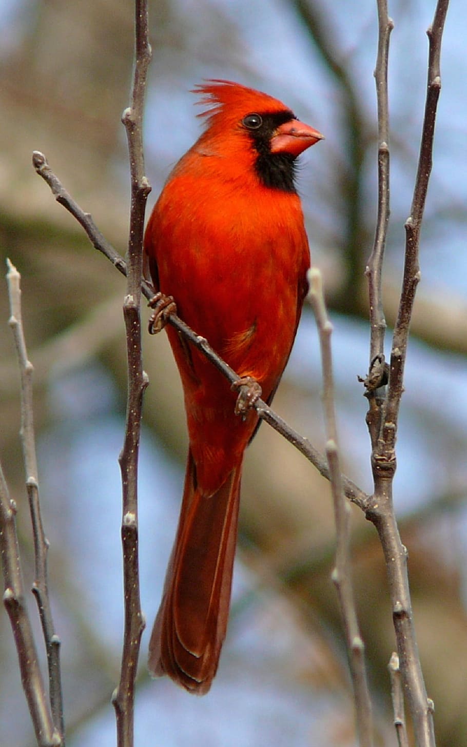 close, photography, red, bird, cardinal, northern, male, redbird, wildlife, perched