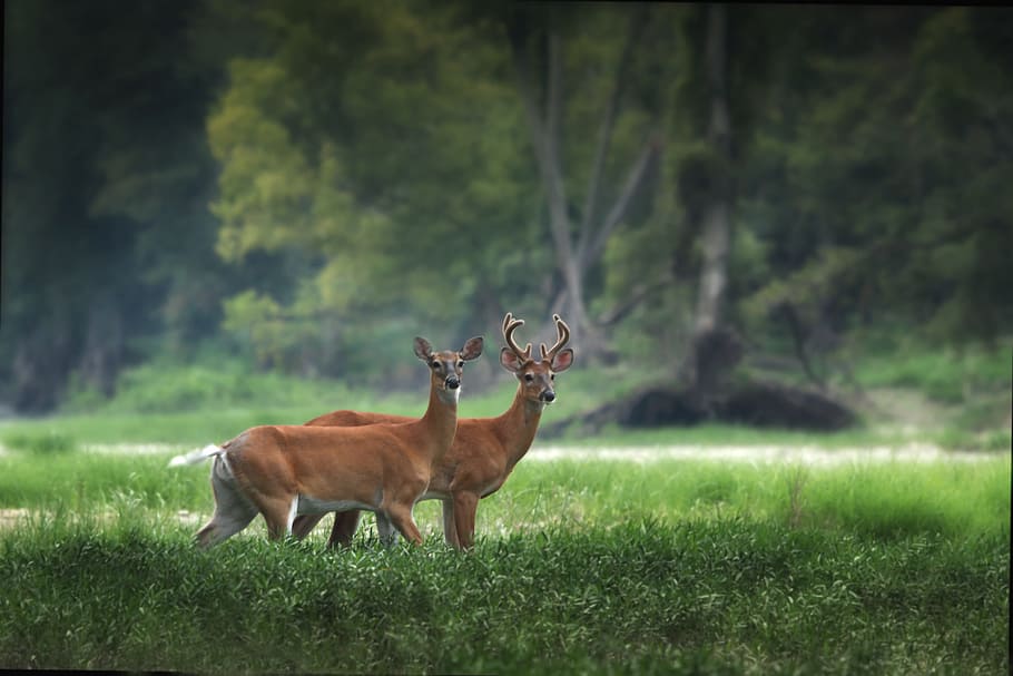 two, brown, deers, green, grass, tree, plant, nature, forest, deer