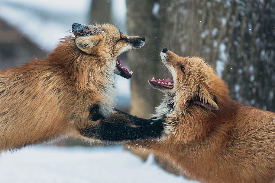 two, red, fox, fighting, animal, wildlife, snow, winter, mouth, mammal